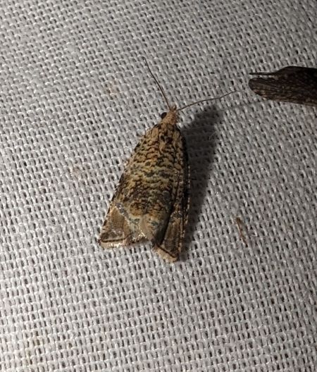 Celypha lacunana 