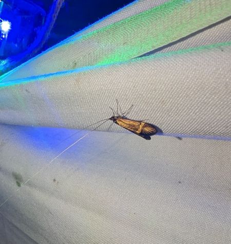 Nemophora sp. 