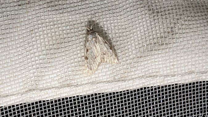 Nola aerugula 