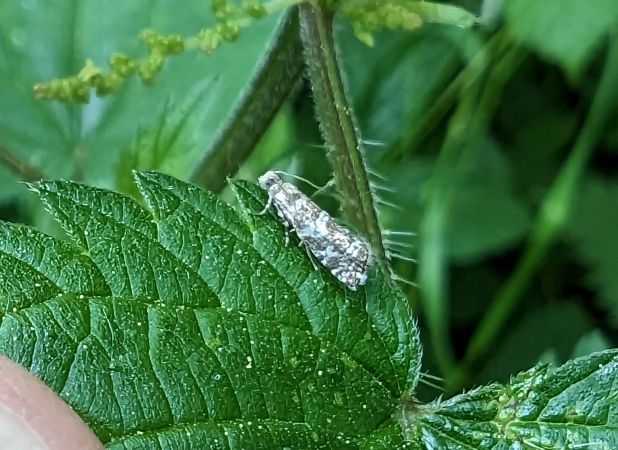 Epinotia tedella 