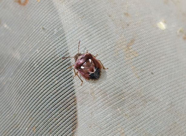 Stagonomus bipunctatus pusillus 