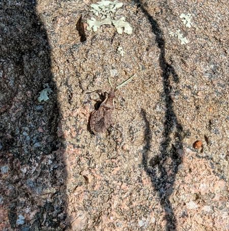 Spathocera dalmanii 