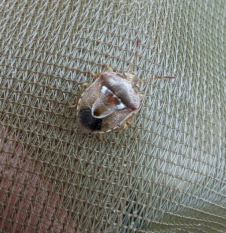 Stagonomus bipunctatus pusillus 