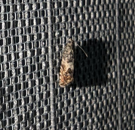 Pammene fasciana 