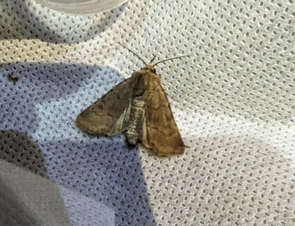 Agrotis cinerea 