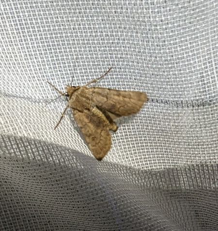 Agrotis cinerea 