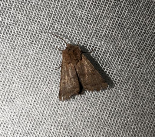 Agrotis cinerea 