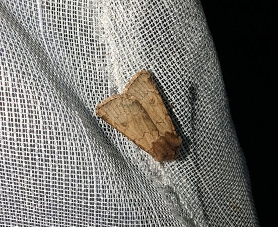 Agrotis cinerea 