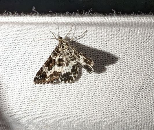 Epirrhoe tristata 