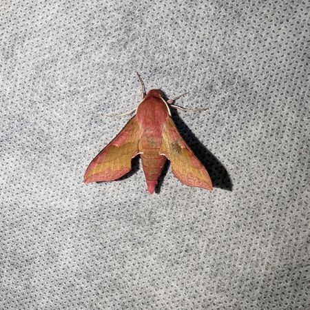 Petit Sphinx de la vigne 
