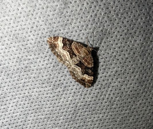 Xanthorhoe biriviata 