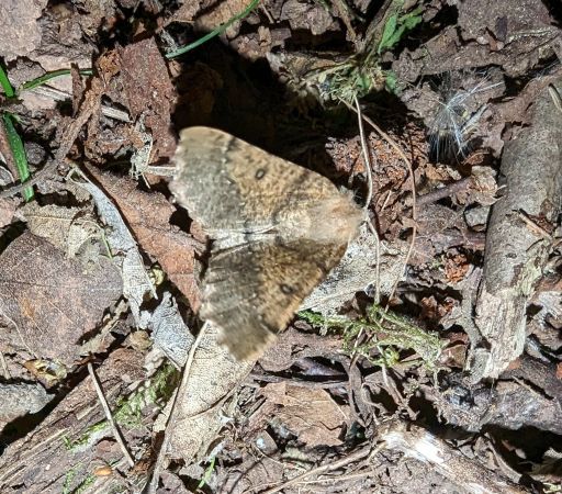 Odontopera bidentata 