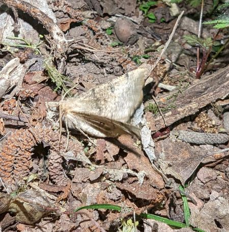 Odontopera bidentata 