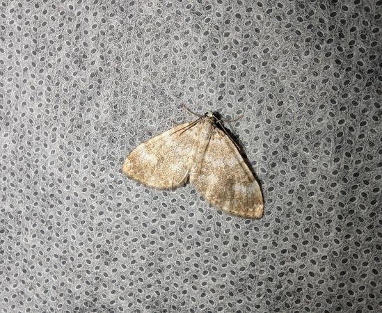 Perizoma flavofasciata 