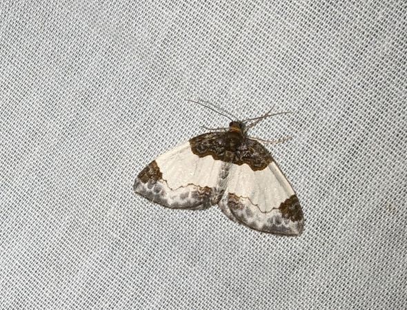 Mesoleuca albicillata 