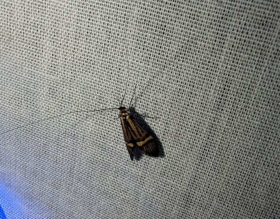 Nemophora sp. 