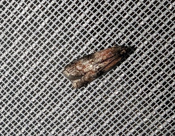 Rhodophaea formosa 
