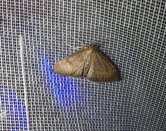 Anania terrealis 