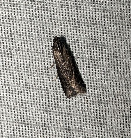 Pyla fusca 