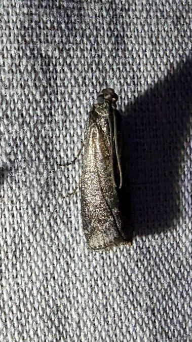 Pyla fusca 