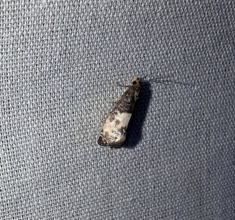 Notocelia cynosbatella 