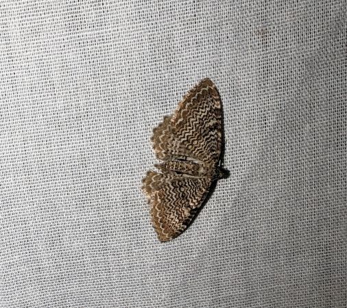 Rheumaptera undulata 