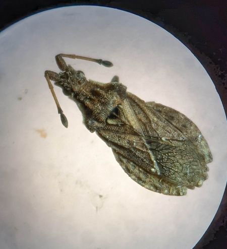 Spathocera dalmanii 