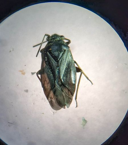 Heterocordylus tibialis 