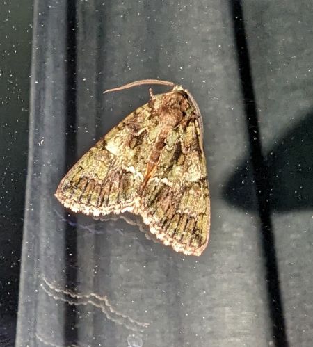 Polyphaenis sericata 