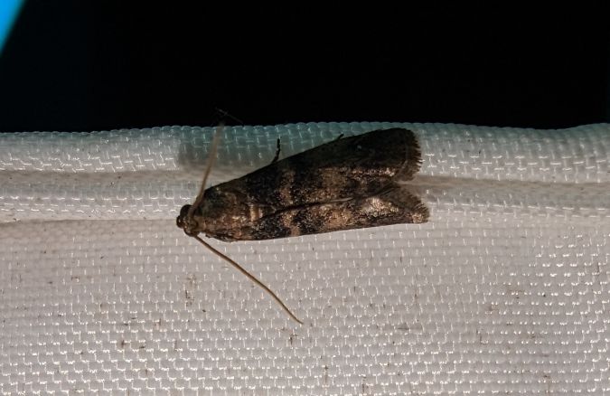 Euzophera pinguis 