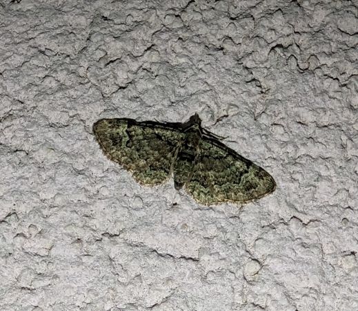 Eupithécie rectangulaire 