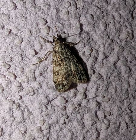 Eudonia lacustrata 