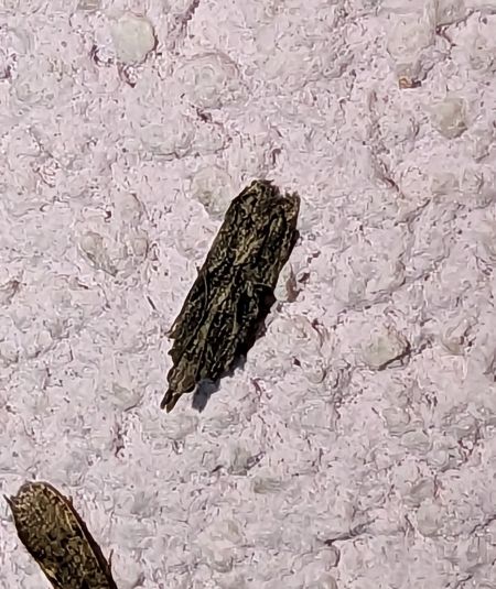 Anarsia lineatella 