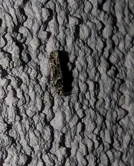 Recurvaria nanella 