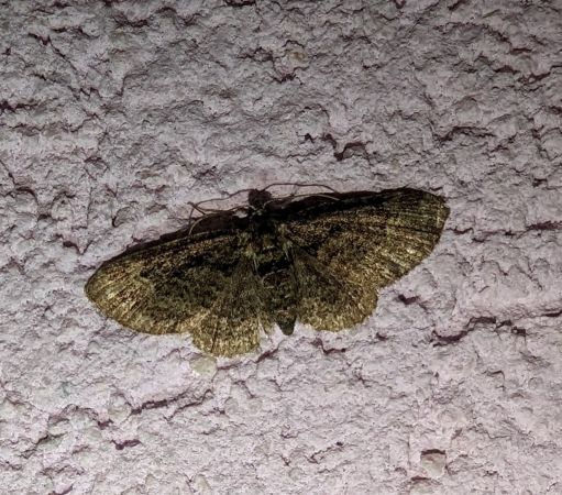 Eupithécie rectangulaire 