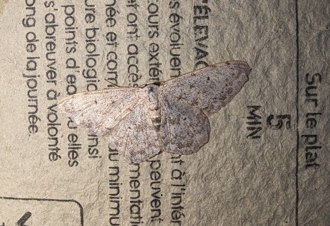 Scopula marginepunctata 