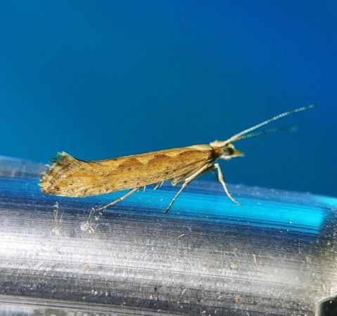 Plutella xylostella 