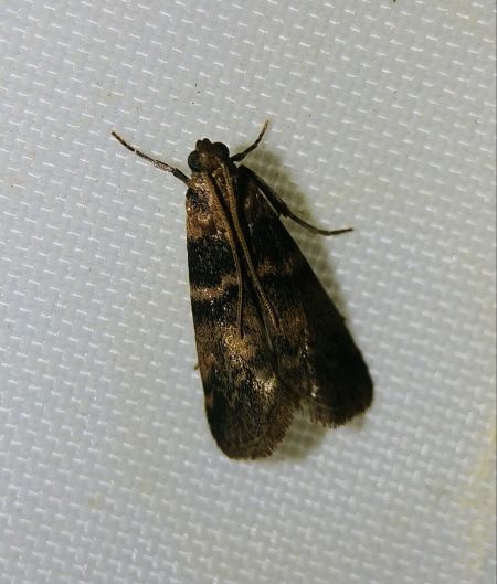 Euzophera pinguis 