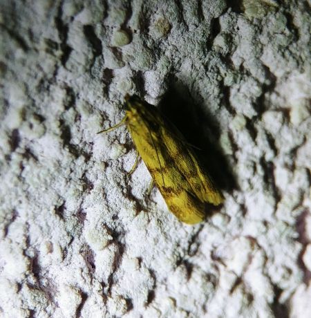 Homoeosoma sinuella 