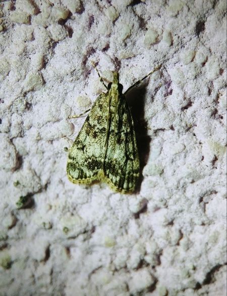 Eudonia lacustrata 