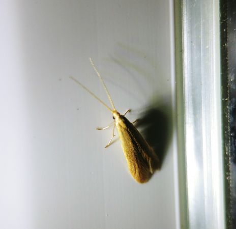 Coleophora indéterminé 