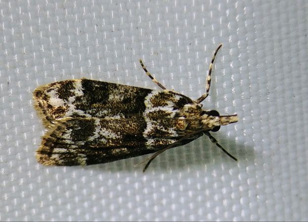 Eudonia delunella 