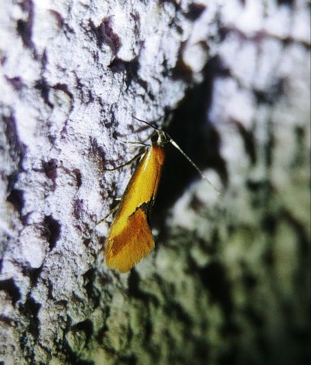 Batia sp. 
