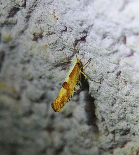 Argyresthia spinosella 