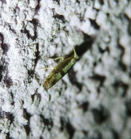 Argyresthia spinosella 