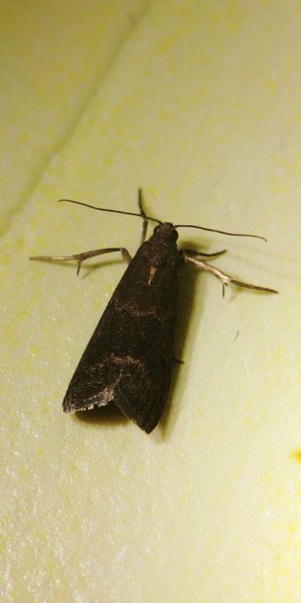 Glyptoteles leucacrinella 