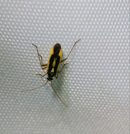 Stenotus binotatus 