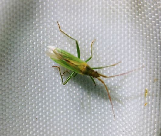 Stenodema laevigata 