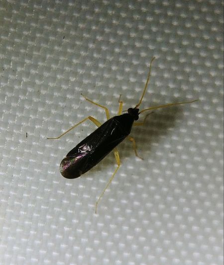 Phylus coryli 