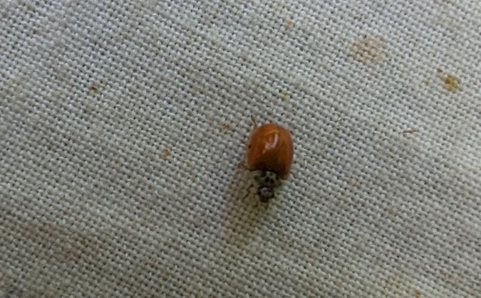 Coccinelle à dix points 